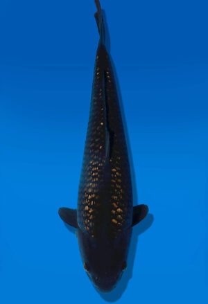Koi Auktion Dainichi BlackDiamond JumboTosai BlackZeus - 47cm GT06-2795