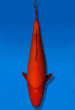 Koi Auktion Dainichi Benigoi JumboTosai RedTiger - 30cm GT05-2809