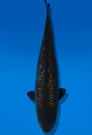 Koi Auktion Dainichi BlackDiamond JumboTosai BlackZeus - 49cm GT05-2796