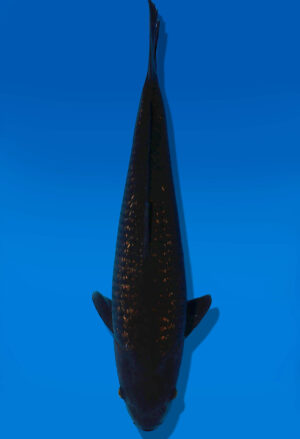 Koi Auktion Dainichi Chagoi JumboTosai BrownMonkey - 40cm GT04-2797