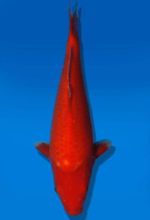 Koi Auktion Dainichi Benigoi JumboTosai RedTiger - 29cm GT04-2798