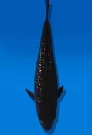 Koi Auktion Dainichi Chagoi JumboTosai BrownMonkey - 33cm GT03-2799