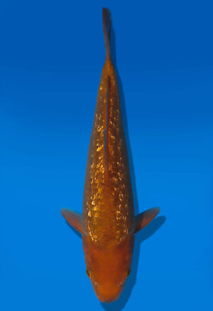 Koi Auktion Dainichi GinrinChagoi JumboTosai BrownMonkey - 25cm GT03-2810