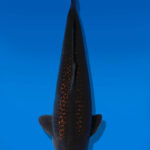 Koi Auktion Dainichi GinrinChagoi Sansai BrownMonkey male 65cm NN05-2816