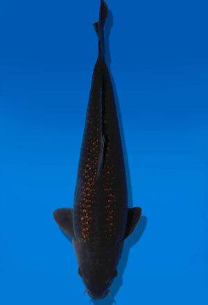 Koi Auktion Dainichi GinrinChagoi Sansai BrownMonkey male 65cm NN05-2816