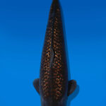 Koi Auktion Dainichi Chagoi Sansai BrownMonkey female 60cm NN05-2811