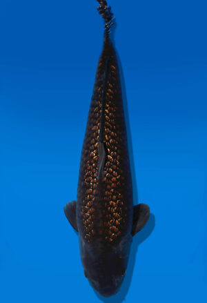 Koi Auktion Dainichi Chagoi Sansai BrownMonkey female 60cm NN05-2811