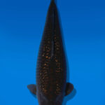 Koi Auktion Dainichi GinrinChagoi Sansai BrownMonkey female 52cm NN05-2812