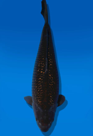 Koi Auktion Dainichi GinrinChagoi Sansai BrownMonkey female 52cm NN05-2812