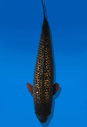 Koi Auktion Dainichi GinrinChagoi Sansai BrownMonkey female 70cm NN05-2813