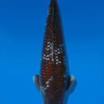 Koi Auktion Dainichi Ochiba Sansai BrownMonkey male 53cm NN06-2814