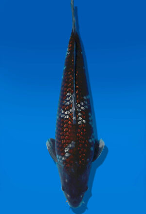 Koi Auktion Dainichi Ochiba Sansai BrownMonkey male 53cm NN06-2814