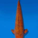 Koi Auktion Dainichi Chagoi Sansai BrownMonkey female 51cm NN06-2817
