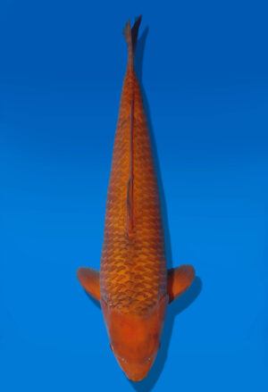 Koi Auktion Dainichi Chagoi Sansai BrownMonkey female 51cm NN06-2817