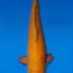 Koi Auktion Dainichi Chagoi Sansai BrownMonkey female 57cm NN06-2815