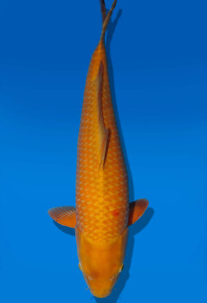 Koi Auktion Dainichi Chagoi Sansai BrownMonkey female 57cm NN06-2815
