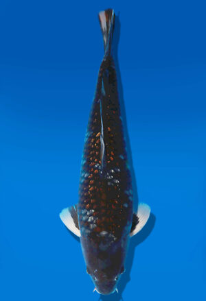 Koi Auktion Dainichi GinrinChagoi Sansai BrownMonkey female 55cm NN06-2818