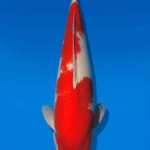 Koi Auktion Dainichi Kohaku Nisai SuperRikidozan female 63cm T14-2819
