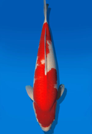 Koi Auktion Dainichi Kohaku Nisai SuperRikidozan female 63cm T14-2819