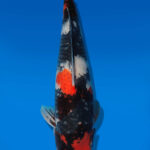 Koi Auktion Dainichi Showa Nisai BlackMonroe female 52cm T14-2832