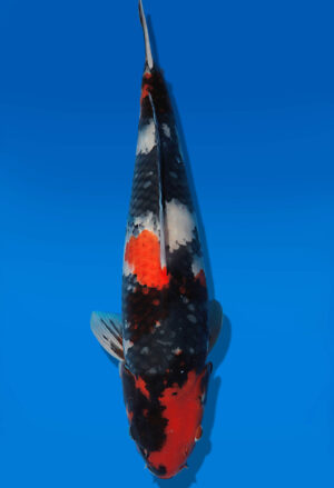 Koi Auktion Dainichi Showa Nisai BlackMonroe female 52cm T14-2832