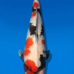 Koi Auktion Dainichi Showa Nisai MonaLisa female 63cm T14-2833