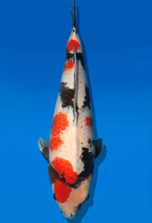 Koi Auktion Dainichi Showa Nisai MonaLisa female 63cm T14-2833