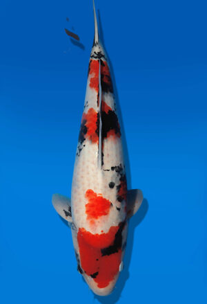 Koi Auktion Dainichi Showa Nisai MonaLisa female 55cm T14-2820