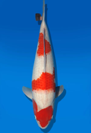 Koi Auktion Dainichi Kohaku Nisai Wild female 54cm T14-2821