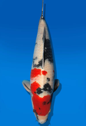 Koi Auktion Dainichi Showa Nisai MonaLisa female 64cm T14-2822