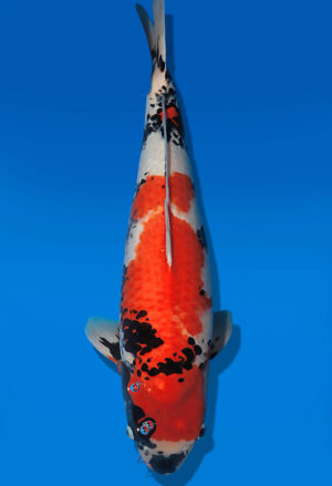 Koi Auktion Dainichi Showa Nisai MonaLisa female 58cm T14-2823
