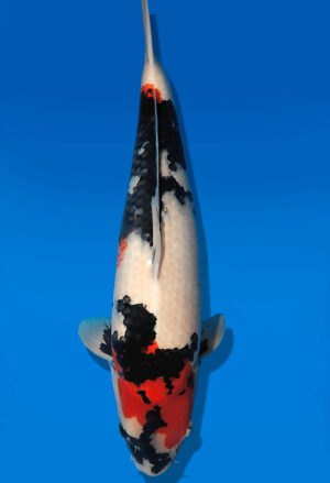 Koi Auktion Dainichi Showa Nisai MonaLisa female 58cm T14-2834