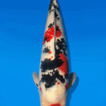 Koi Auktion Dainichi Sanke Nisai MSankeJr. male 56cm T14-2824
