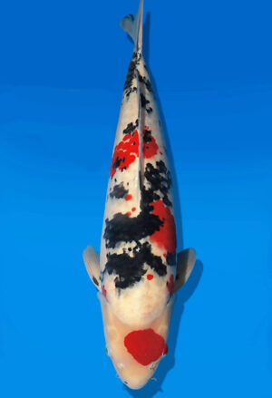 Koi Auktion Dainichi Sanke Nisai MSankeJr. male 56cm T14-2824