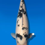 Koi Auktion Dainichi Bekko Nisai MSankeJr. female 63cm T14-2835