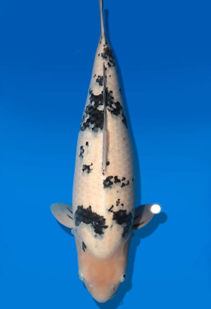 Koi Auktion Dainichi Bekko Nisai MSankeJr. female 63cm T14-2835
