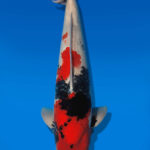 Koi Auktion Dainichi Showa Nisai BlackMonroe male 55cm T14-2825