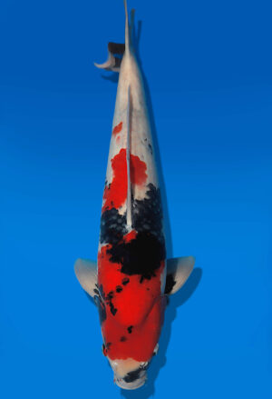 Koi Auktion Dainichi Showa Nisai BlackMonroe male 55cm T14-2825