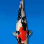 Koi Auktion Dainichi Showa Nisai Monroe female 61cm T14-2826