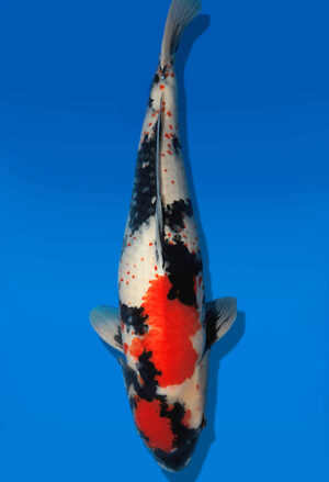 Koi Auktion Dainichi Showa Nisai Monroe female 61cm T14-2826