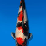 Koi Auktion Dainichi Showa Nisai BlackMonroe male 61cm T14-2836