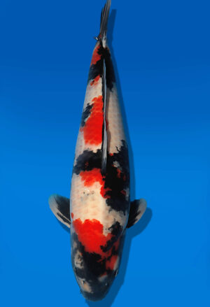Koi Auktion Dainichi Showa Nisai BlackMonroe male 61cm T14-2836