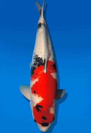 Koi Auktion Dainichi Showa Nisai MonaLisa female 62cm T14-2827