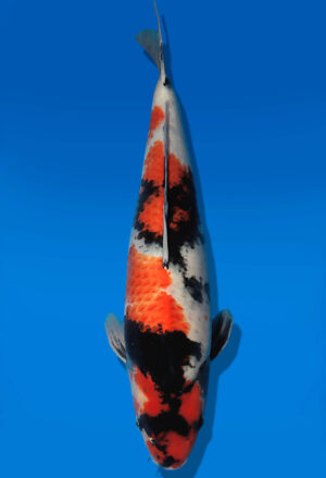 Koi Auktion Dainichi Showa Nisai BlackMonroe female 58cm T14-2828