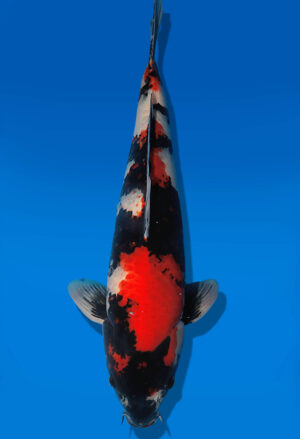 Koi Auktion Dainichi Showa Nisai BlackMonroe male 56cm T14-2837