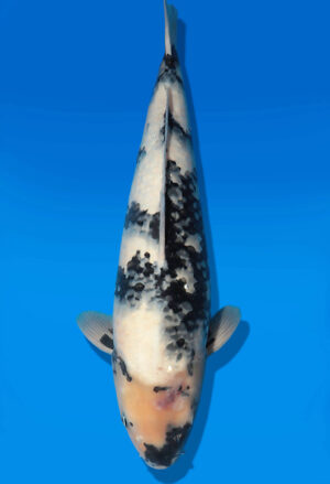 Koi Auktion Dainichi ShiroUtsuri Nisai Monroe female 56cm T14-2838