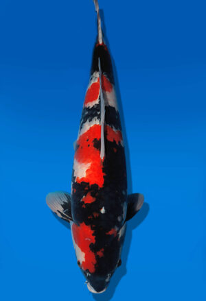 Koi Auktion Dainichi Showa Nisai BlackMonroe female 57cm T14-2839
