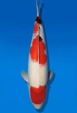 Koi Auktion Dainichi Sanke Nisai MSankeJr. female 64cm T14-2840