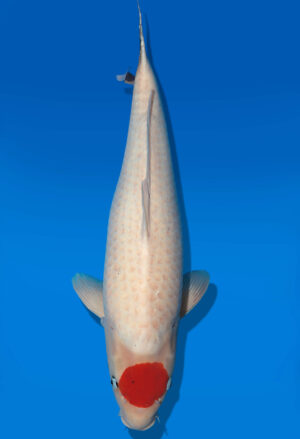 Koi Auktion Dainichi TanchoShowa Nisai Monroe female 66cm T14-2841