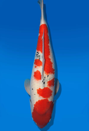 Koi Auktion Dainichi Sanke Nisai MSankeJr. male 64cm T14-2842